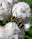 Photography of Chlorophorus varius theÃÂ grape wood borer beetle